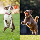 🎁Pelota interactiva Smart Pet Bounce🐶
