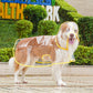Chubasquero transparente para perros