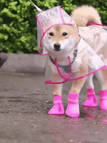Chubasquero transparente para perros